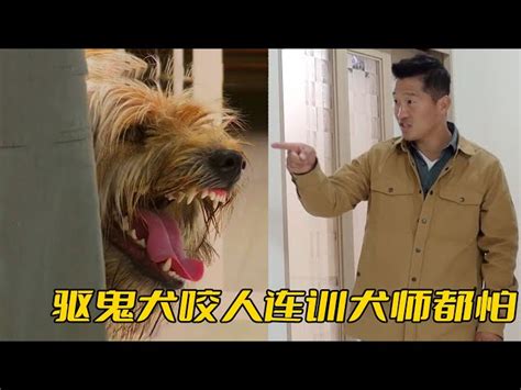 驅鬼犬|驅鬼犬 韓國寶喜獲復育